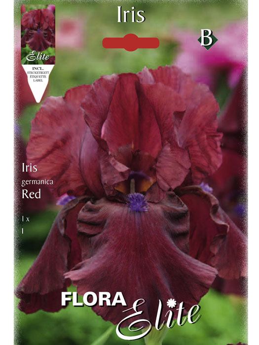iris-red Schwertlilie 'Red', Iris germanica (Art.Nr. 521568)