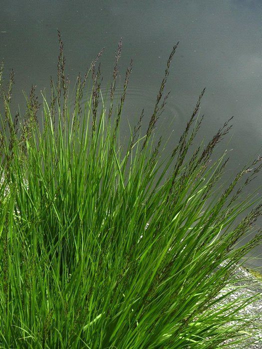 molinia-moorhexe Molinia caerulea 'Moorhexe', Moor-Pfeifengras, Kleines Pfeifengras