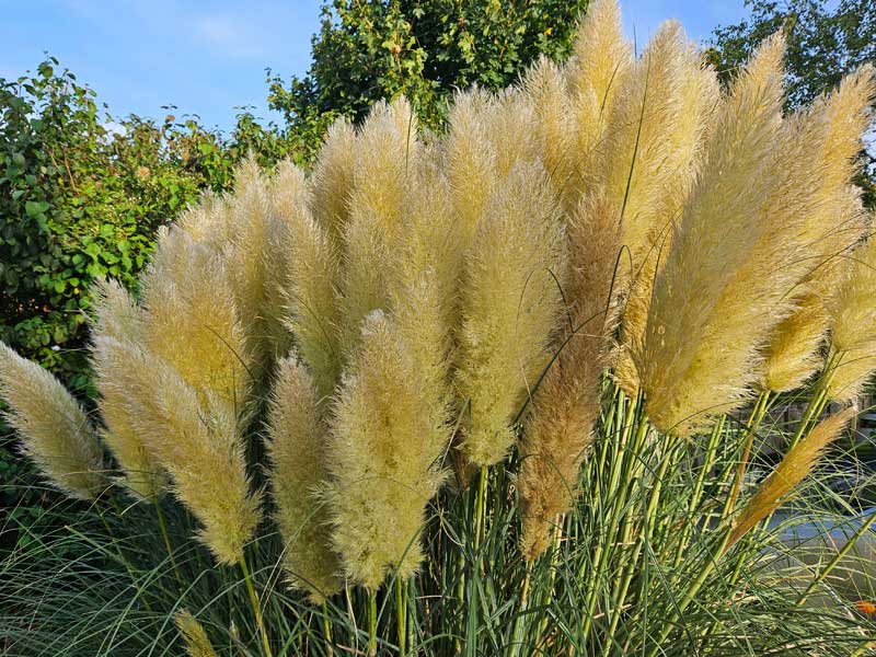 kraeftiger pampasgrashorst im garten