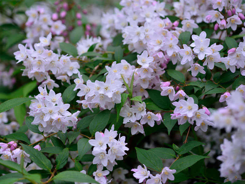 deutzia-rosea-bluete Deutzia rosea, Niedriger Maiblumenstrauch