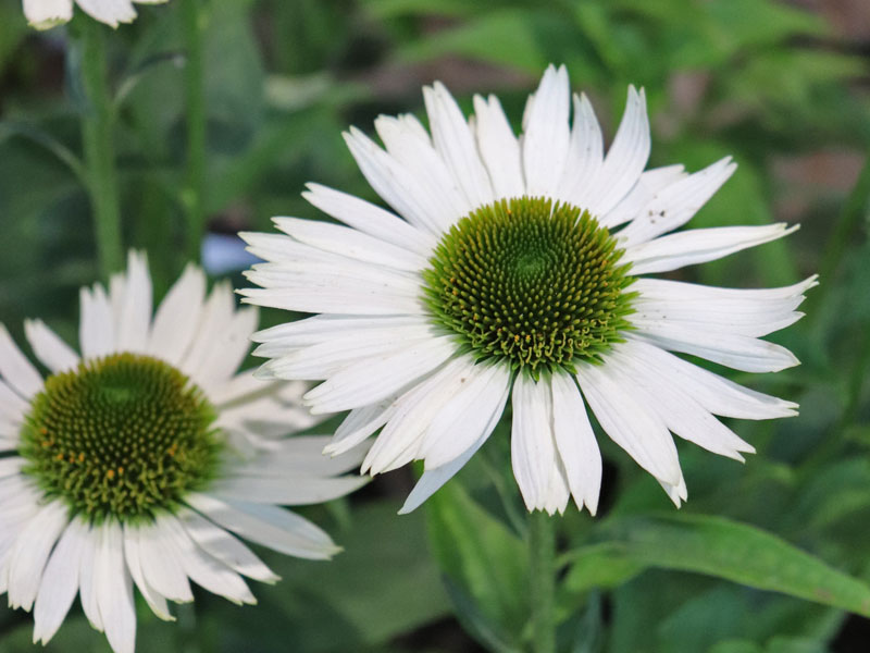Echinacea purpuera Virgin
