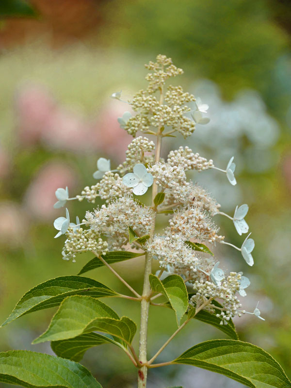 Nahaufnahme der Bluete einer Hortensie Kyushu