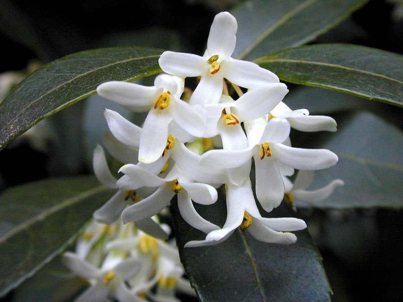 fruehlingsduftbluete Osmanthus burkwoodii, Frühlings-Duftblüte
