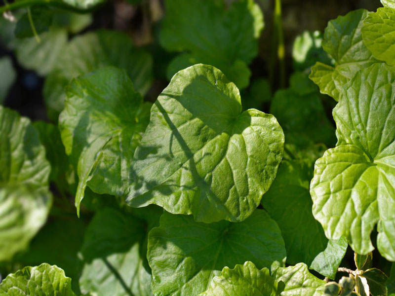 Nahaufnahme der Blätter von Pachyphragma macrophylla