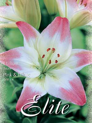 lilasiarosaweiss Asiatische Lilien-Hybride 'Pink and White', Lilium (Art.Nr. 521672)