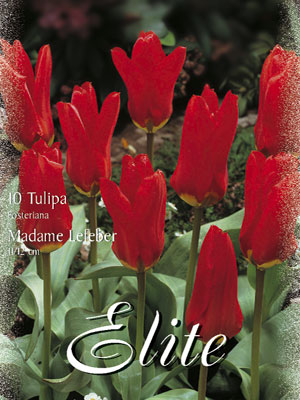 tulipa_madame_lefeber_fosteriana
