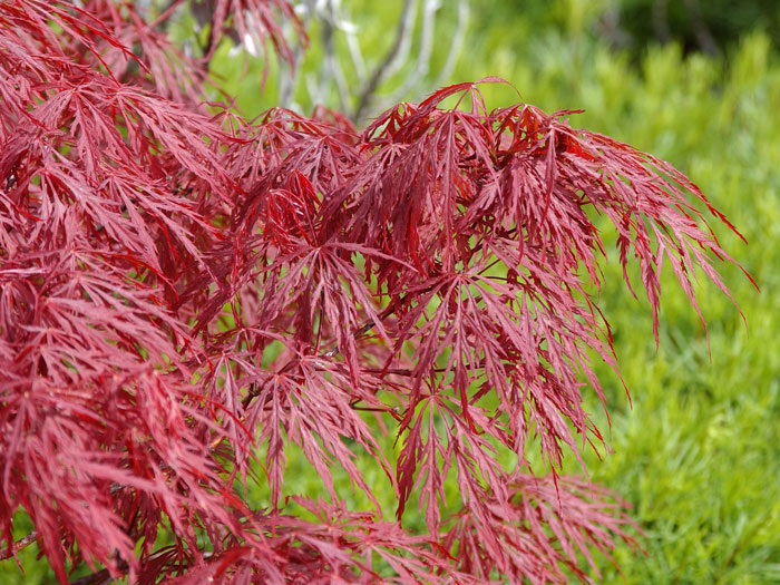 acer-palmatum-garnet Belaubter Zweig des Rotblättrigen Schlitzahorns