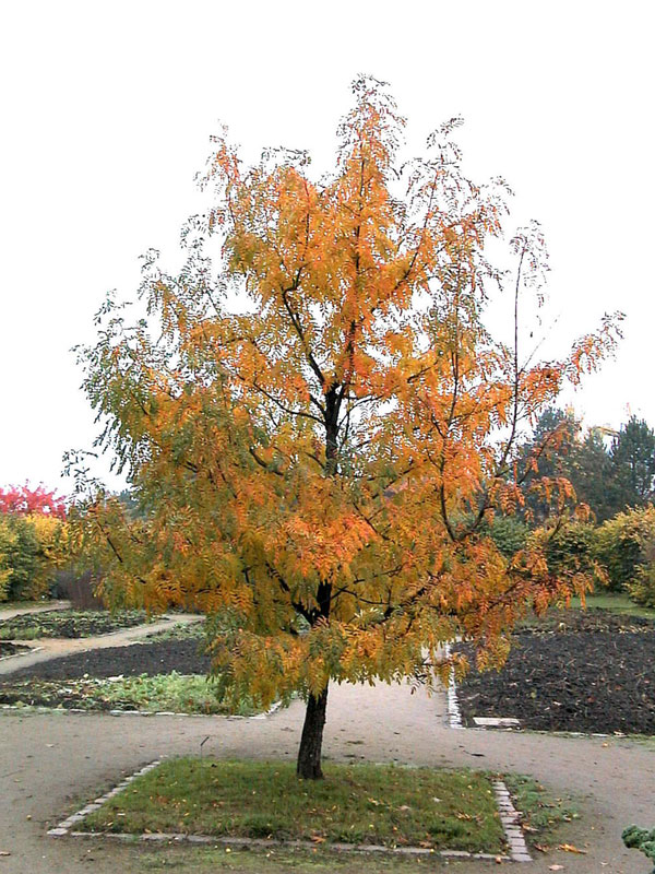 Sorbus-dom-speierling-1