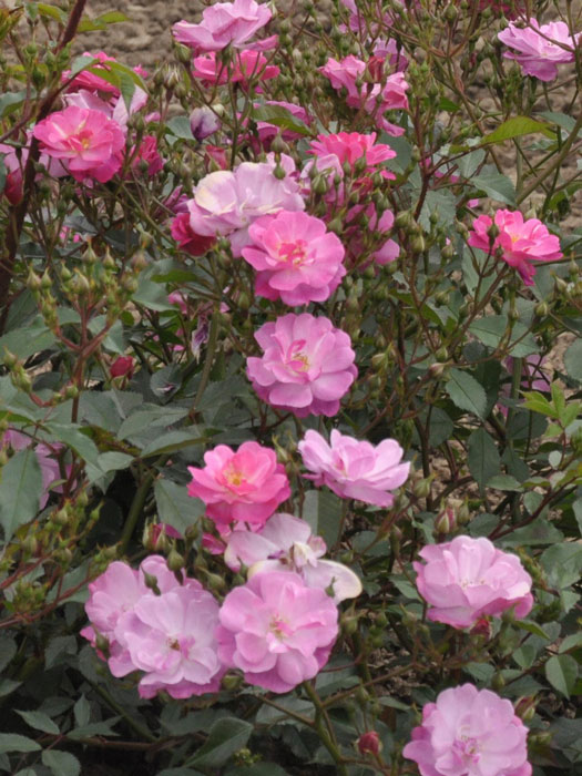 lavender-dream-gruppe Bodendeckerrose Lavender Dream