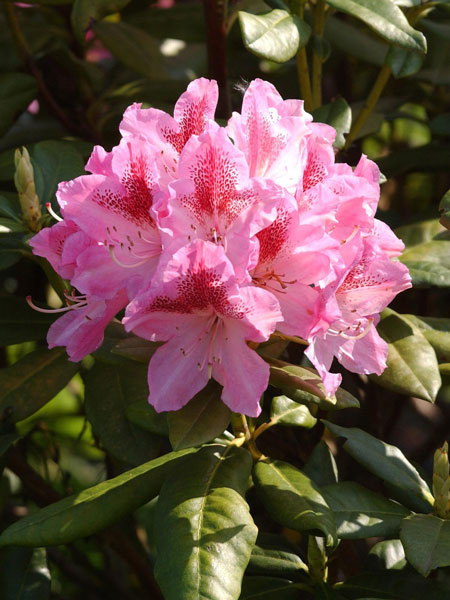 rhodo-cosmopolitan Rhododendron 'Cosmopolitan'