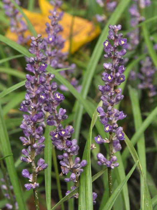 liriope-ingwersen Liriope muscari 'Ingwersen', Lilientraube, Glöckchentraube