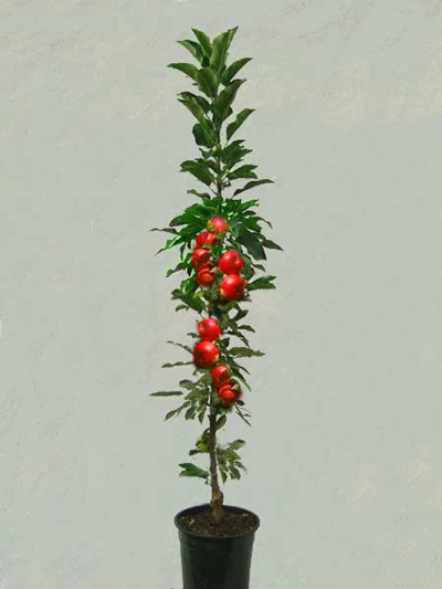 saeulenapfel-golden-gate Säulenapfel 'Golden Gate' ®