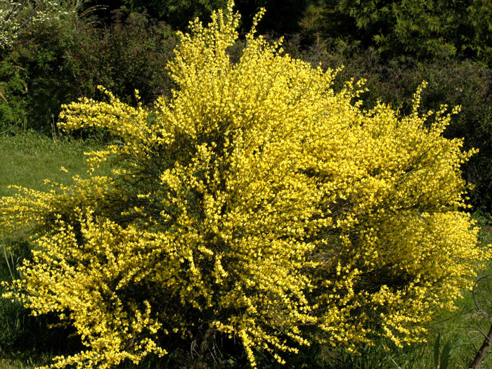 cytisus-allgold Der Elfenbeinginster