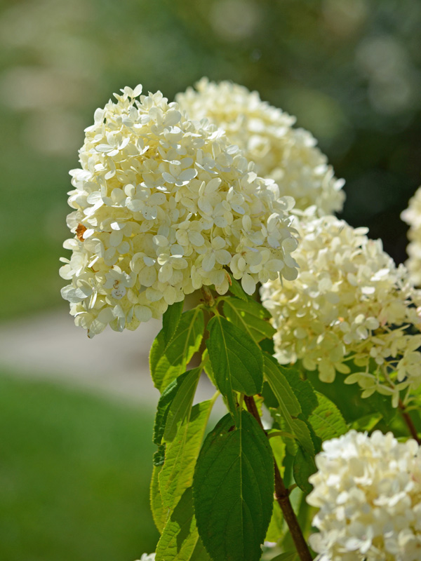 Hydrange paniculata Limelight Bluete