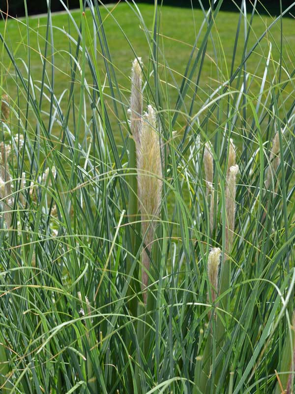 Cortaderia selloana im Austrieb Cortaderia selloana Bluete im Austrieb