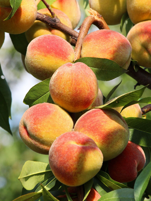 Pfirsich South Haven am Baum haengend