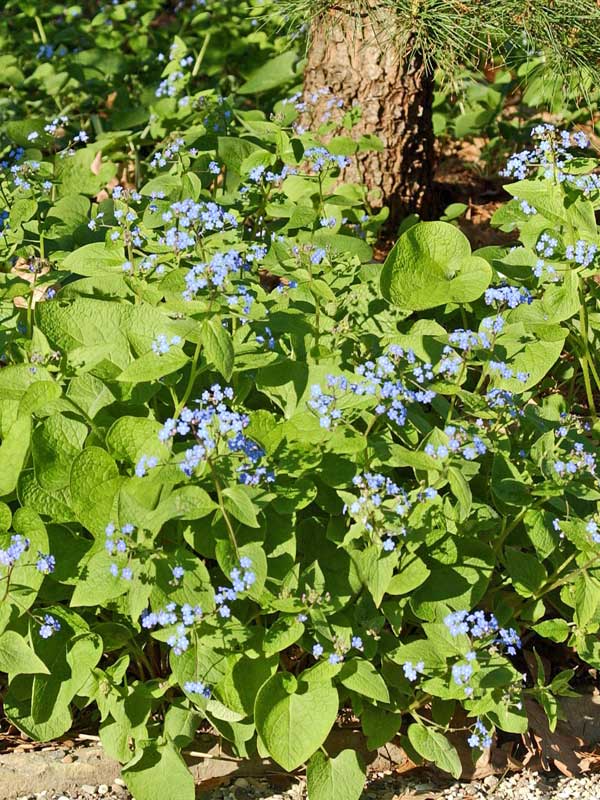 Unterpflanzung mit Brunnera macrophylla