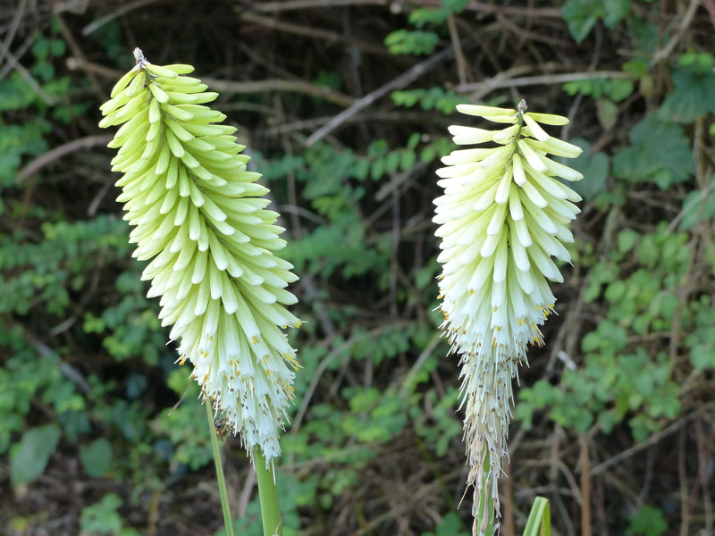 Nahaufnahme gelb-weißer Blüten eine Kniphofia 'Ice Queen'