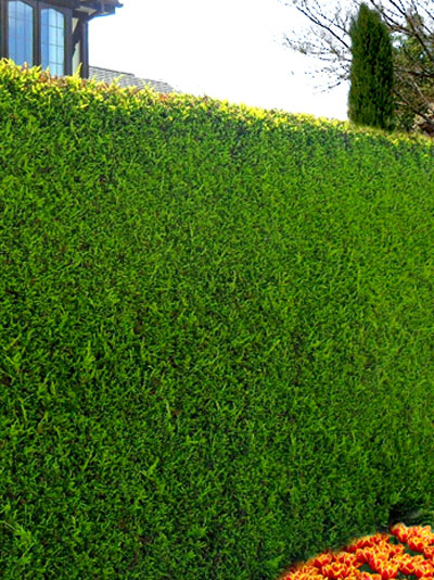 cupressocyparis_leylandii_4_42164_0 Formhecke aus der Leylandzypresse