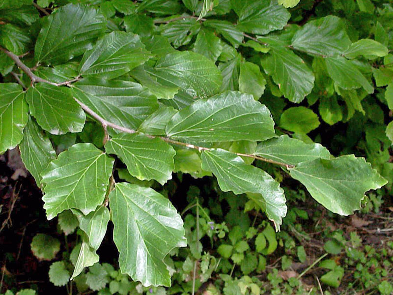 Gruene Blaetter des Parrotia persica 