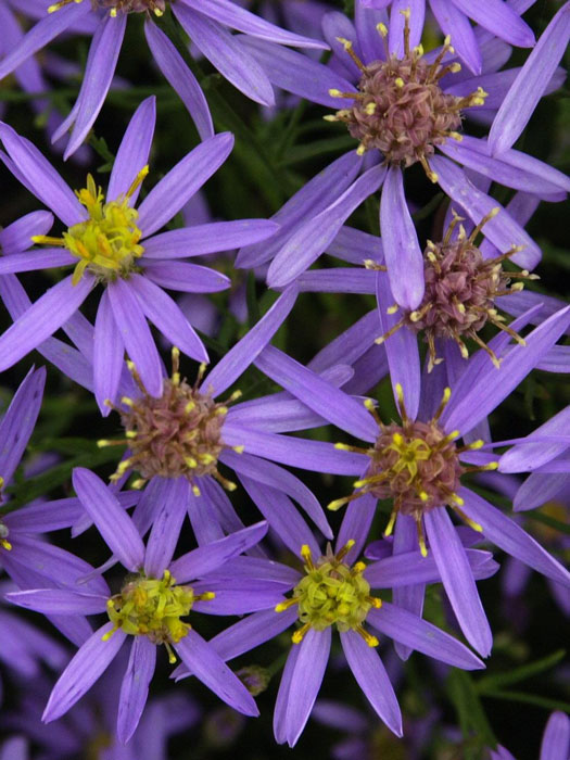 aster-sedifolius-nanus Aster sedifolius 'Nanus', Niedrige Ödlandaster, wilde Zwergaster