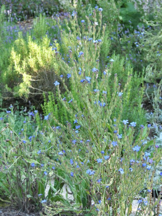 anchusa-loddon-royalist Anchusa azurea 'Loddon Royalist', Große Ochsenzunge, italienische Ochsenzunge