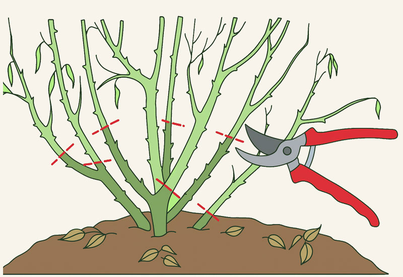 Anleitungsskizze zum Rueckschnitt von Edel-, Beet- und Zwergrosen