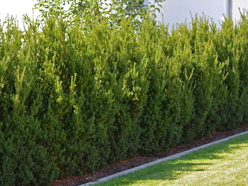 Gartenhecke Becher-Eibe Hillii