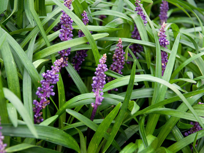 lilientraube-big-blue