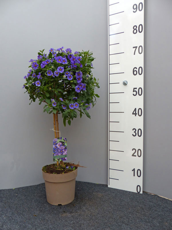 Solanum rantonnetii, Enzianstrauch - Stämmchen