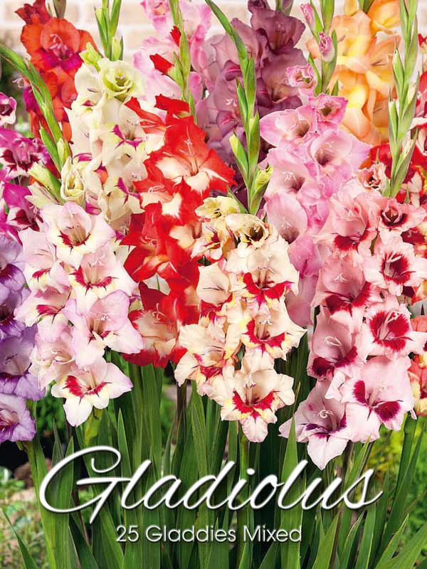 Gladdies - Gladiolenmischung