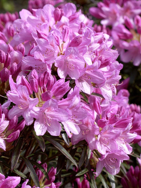 rhodo-graziella Rhododendron ponticum 'Graziella'