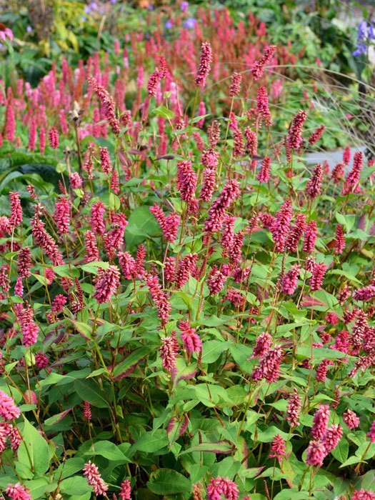 bistorta-inverleith Bistorta (syn. Polygonum) amplexicaule 'Inverleith' (syn. auch Persicaria), Kerzenknöterich, Wiesenknöterich