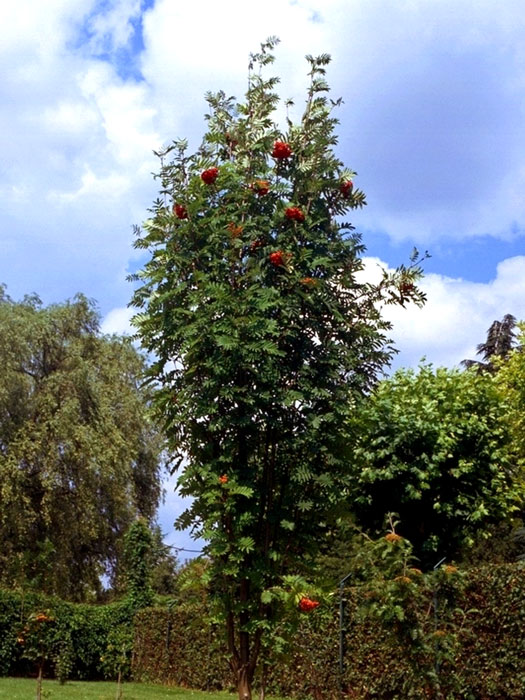 saeuleneberesche Sorbus aucuparia 'Fastigiata', Säulen-Eberesche