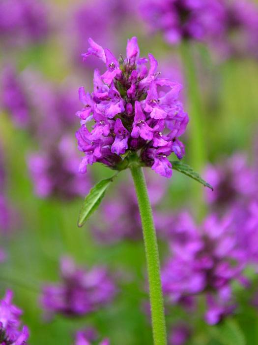 stachys-hummelo-bluete