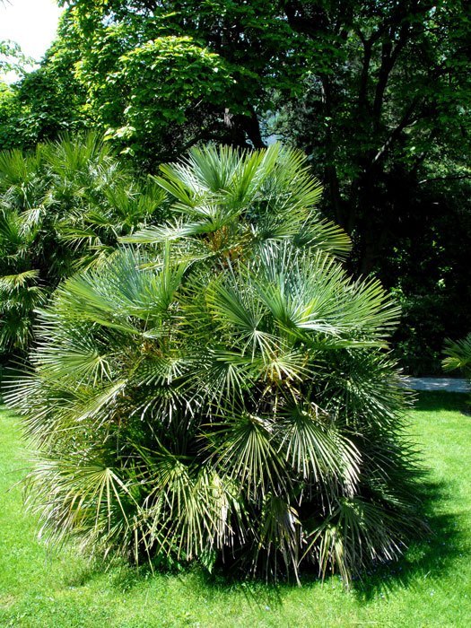 chamaerops-zwergpalme Chamaerops humilis als Solitärpflanze eingesetzt