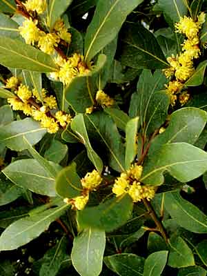 laurus_nobilis_j