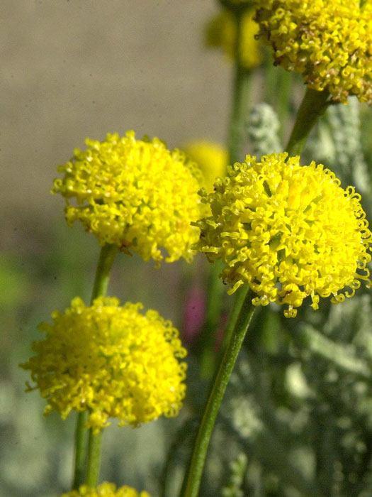 santolina-chamaecyparissus Santolina chamaecyparissus, Graues Heiligenkraut