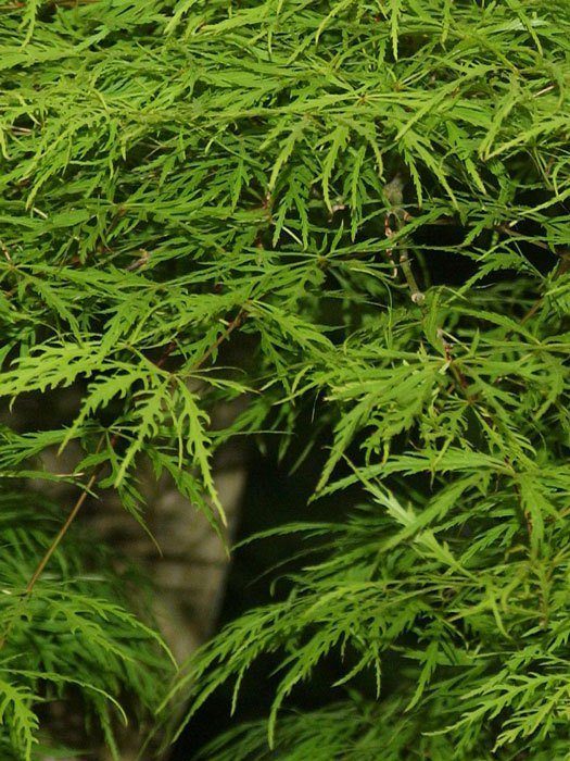 acer-dissectum-aurea Laub des Grünblättrigen Schlitzahorns aus der Nähe