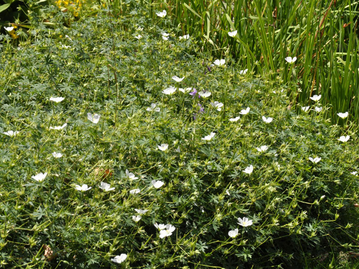 storchschnabel-album Flächige Bepflanzung mit dem weißen Blut-Storchschnabel