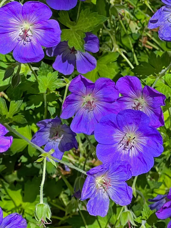 Geranium pratense Rozanne Beet Bildausschnitt eines Beetes mit Geranium pratense Rozanne