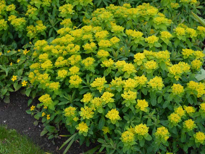 Gold-Wolfsmilch mit einer Vielzahl an gelben Blüten