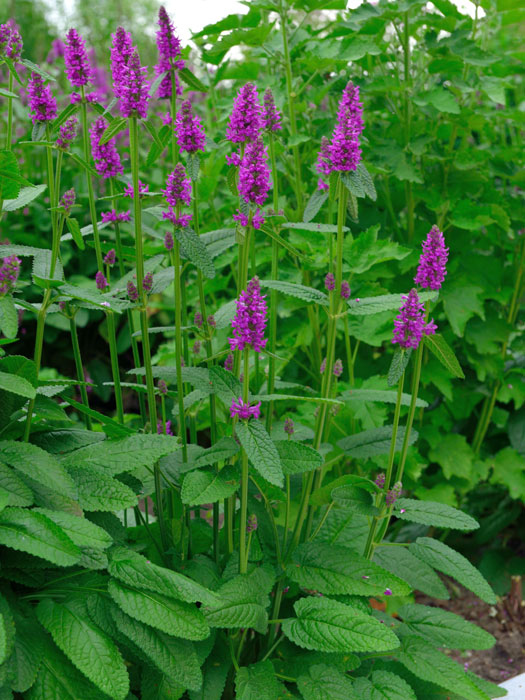 stachys-hummelo