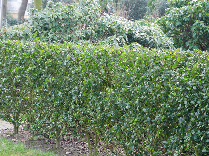 ilex-blue-prince-hecke Stechpalme Blue Prince Hecke