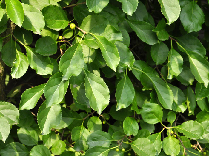 celastrus-orbiculatus-blatt Das Laub des Baumwürgers