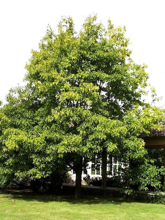quercus-rubra55599c1b979a0