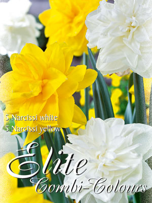 gefuellte_narzissen_mischung_76946_0 Edle Farbkombination mit gefüllten Narzissen in den Farben Weiß und Gelb (Art.Nr. 598017)