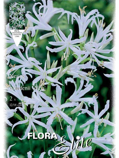 gournsey_lilie_alba_81016_0 Guernsey-Lilie 'Alba', Nerine bowdenii (Art.Nr. 521841)
