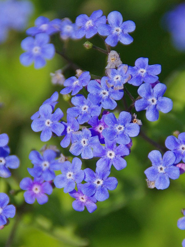 Blüten Brunnera macrophylla Blueten Brunnera macrophylla