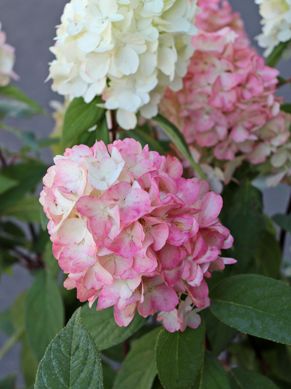 Blueten der Hydrangea Bloody Marie mit Farbverlauf von Weiss zu Rot